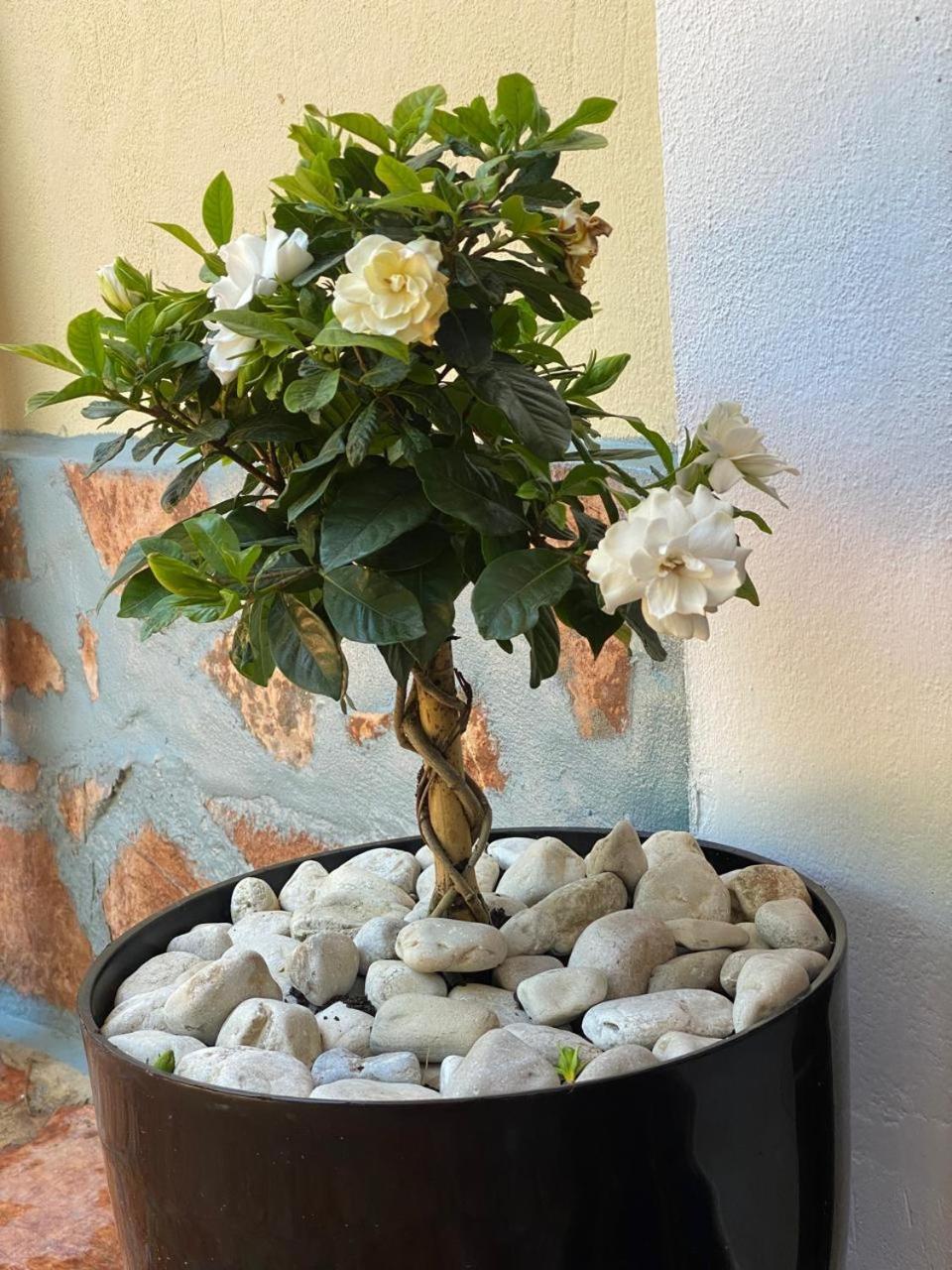 Olive Tree Apartment Saranda Kültér fotó