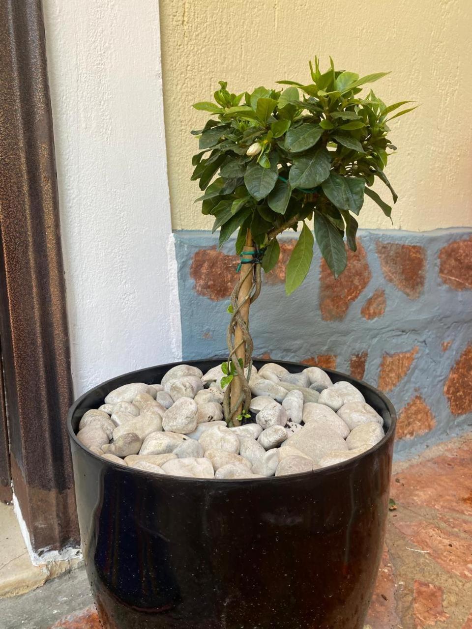 Olive Tree Apartment Saranda Kültér fotó