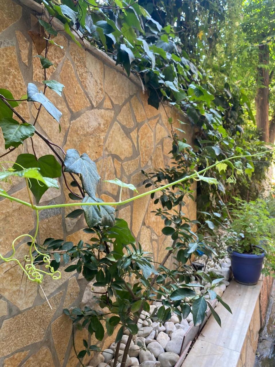 Olive Tree Apartment Saranda Kültér fotó